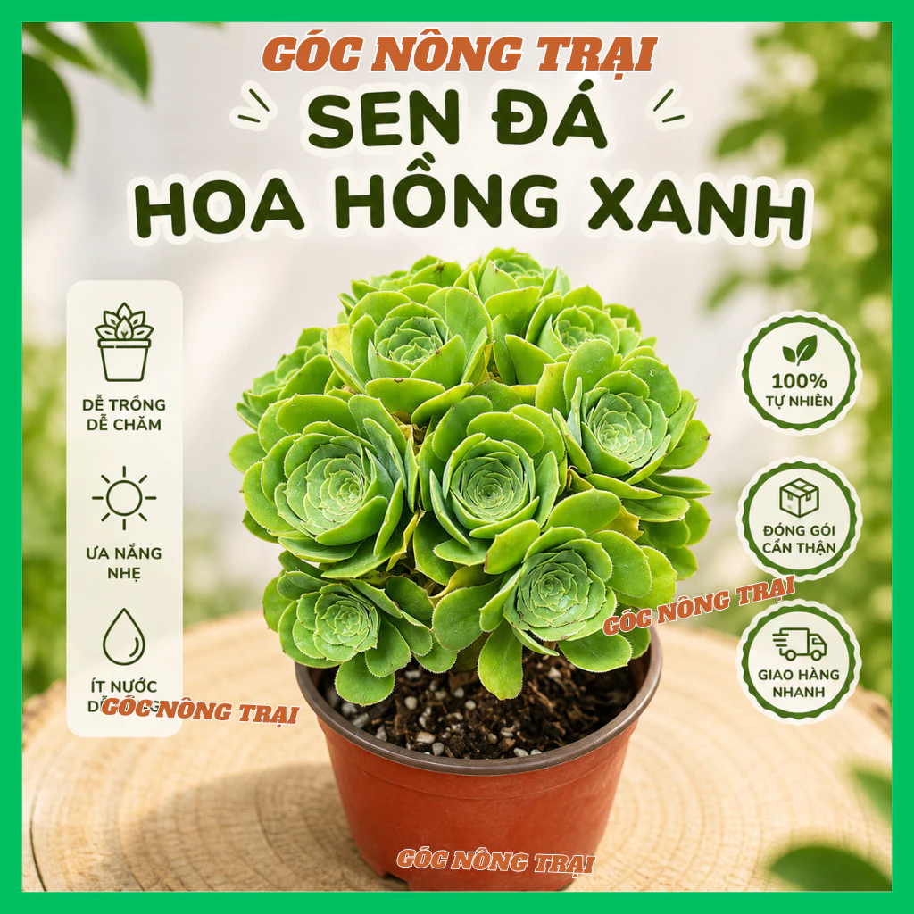 Sen Đá Hoa Hồng Xanh Chậu Mini Cây Thật Trang Trí Để Bàn Dễ Chăm - Góc Nông Trại