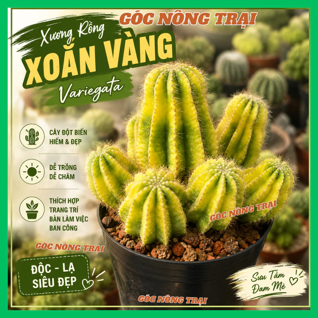 Xương Rồng Xoắn Vàng Variegata Đột Biến Mini | Cây Cảnh Để Bàn Dễ Chăm | Góc Nông Trại
