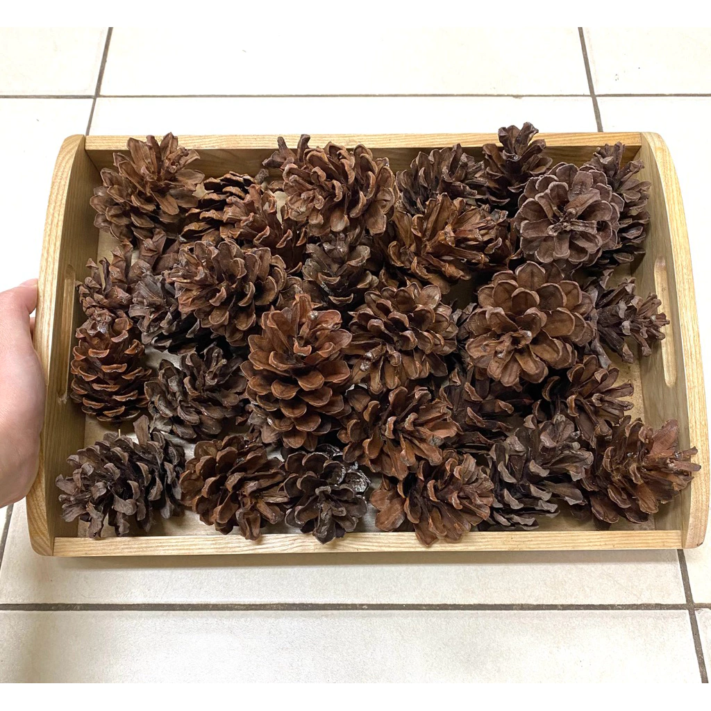 Quả thông khô nhiều kích thước lộn xộn, quả thông trang trí lớp học các góc hoạt động, trang trí nhà cửa.@