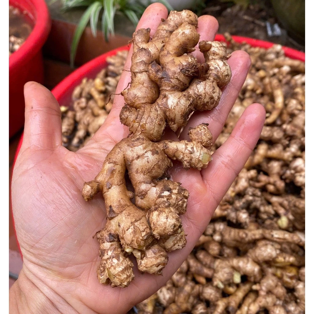 Củ gừng sẻ ta lòng vàng Simacai - Lào Cai - Vietket 1kg củ già, cay nóng, thơm ấm tự nhiên