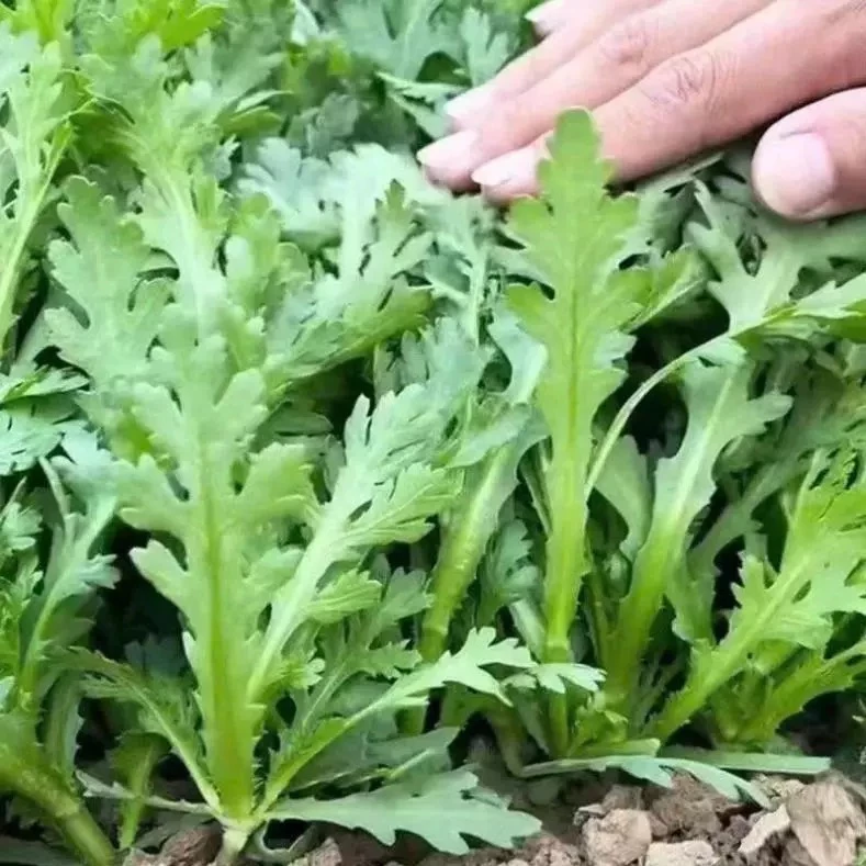 [20gr]Hạt giống Rau Cải Cúc nếp(tặng kèm phân)