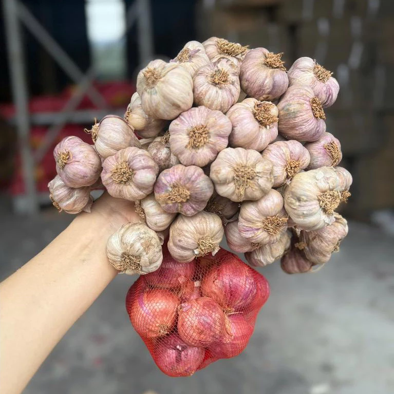 (Tặng hành)Tỏi tím nguyên chùm