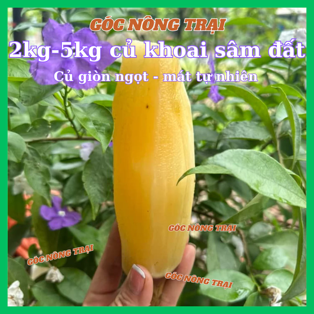 Khoai sâm đất (2kg - 3kg) đặc sản Y Tý - Lào Cai, sâm đất ngọt thanh, mát.