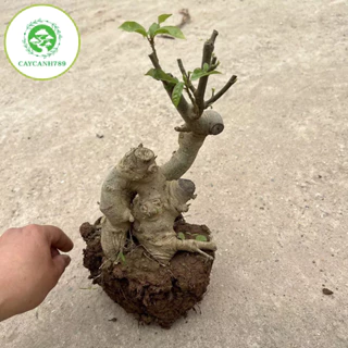 Cây sung phôi bonsai mini( ảnh thật ).