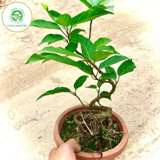 Cây sung siêu quả bonsai giống mới-sung nếp siêu quả ra quả quanh năm(ảnh thật