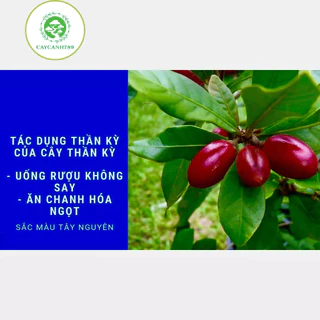 Cây thần kì giống cho trái sau 12 tháng (ảnh thật số 2)