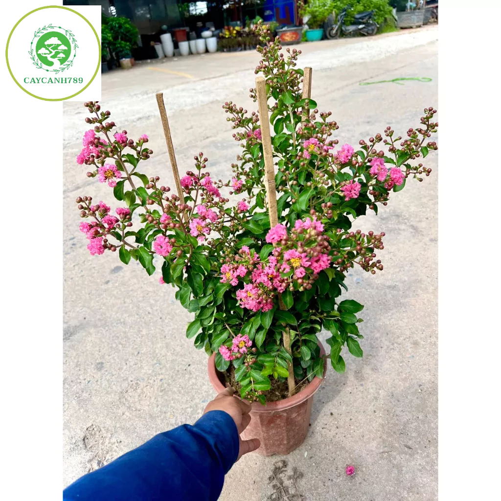 Cây tường vi hồng trưởng thành cao 70 cm đang hoa