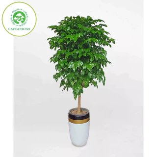 Cây hạnh phúc 1 thân dáng tree cao 1m (ảnh thật số 2).