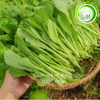 Hạt giống cải bẹ xanh ăn ngon nhanh thu hoạch dễ trồng