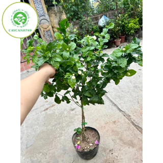 Cây nhài ba lá dáng tree 1 thân cao 1m2