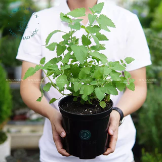 [Hoả Tốc] Cây Bạc Hà Mèo - Catnip Và Catmint | Đã Thay Chậu - Jun Garden Premium