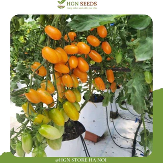 [Hạt Giống Mỹ] Hạt giống Cà chua trái cây Nova Mỹ F1 - Tỉ lệ nãy mầm 100% (Gói lẻ 10hạt)
