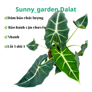 Chậu mềm alocasia frydek- môn nhung size trung