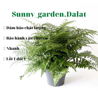 Chậu cứng Dương xỉ Hà Lan Parvati- parvati fern