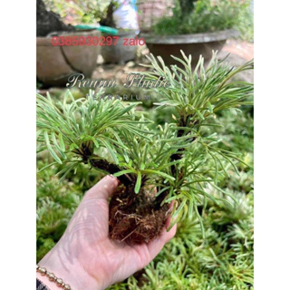 Cây trường sinh thảo, quyển bá ,cây bonsai mini dáng cổ thụ mini