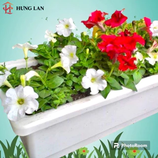 Chậu nhựa trồng cây to 66,5 x 23,5 x 19cm có đế lót chống úng cây loại 1, màu đen và trắng