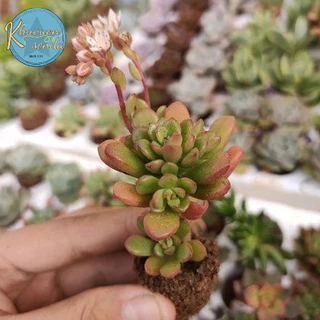 SEN ĐÁ SEDUM KẸO MINI (SIÊU XINH, ĐÃ THUẦN KHÍ HẬU)