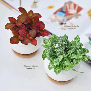 Cây cẩm nhung fonita , cây may mắn để bàn,phong thuỷ trang trí terrarium bán cạn.