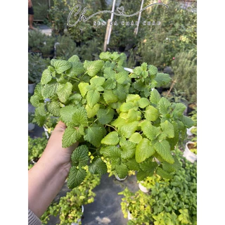 BẠC HÀ CHANH SẢ (LEMON BALM)-HƯƠNG THƠM CHANH SẢ DỄ CHỊU.