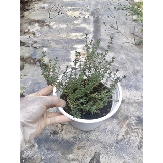 Chậu cây Thyme - Xạ Hương (Cây giống)