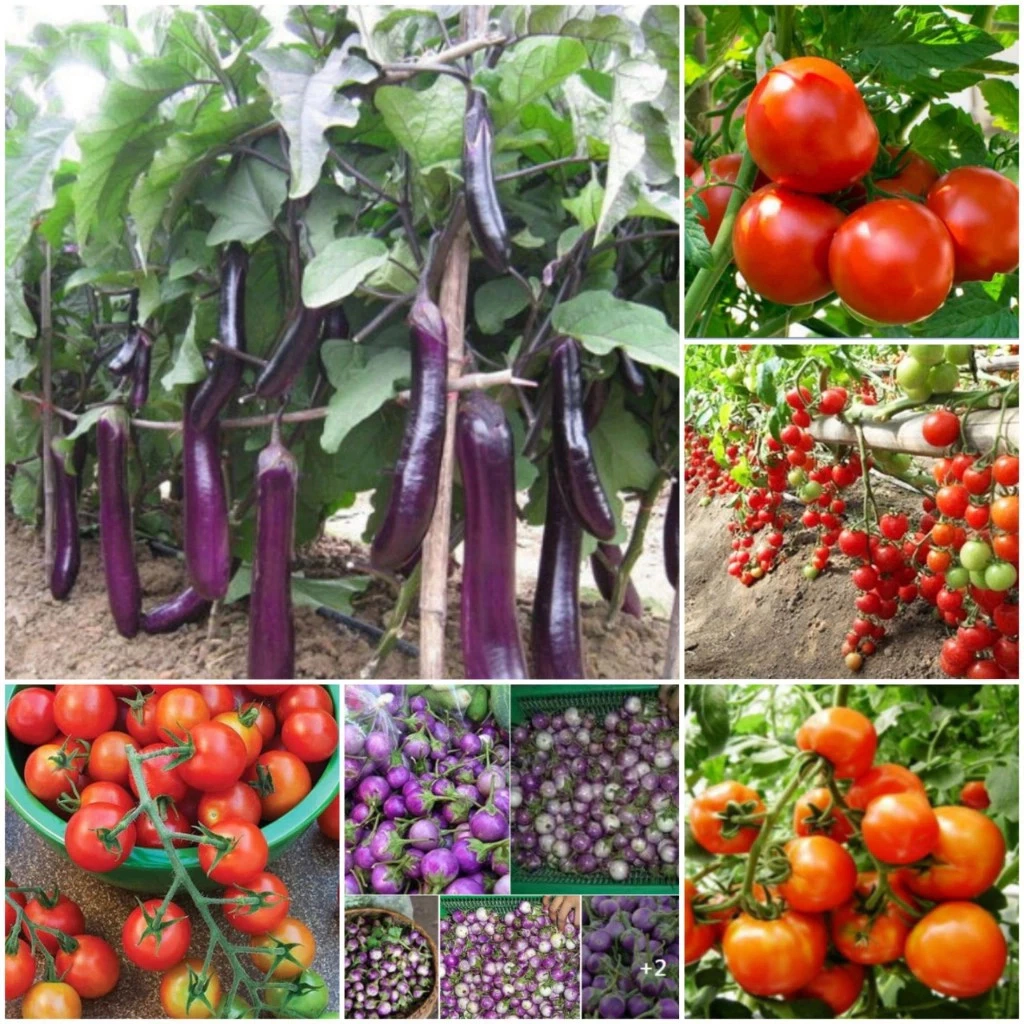 Hạt giống các loại cà: cà chua bi, cà chua chịu nhiệt, cà pháo, cà tím dễ trồng
