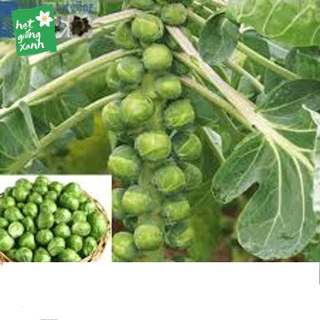 Gói 50 Hạt Giống Cải Bắp Tí Hon - Long Island II (Brassica oleracea var. gemmifera)  KHUYẾN MẠI SHOP MỚI HẠ GIÁ SỈ