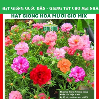 Hạt giống hoa mười giờ kép mix màu GÓI 500 HẠT túi zip nảy mầm tốt (hạt giống quốc dân)