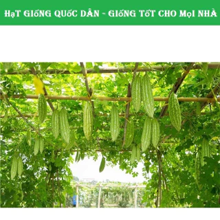 Hạt giống mướp đắng (khổ qua) trái dài lai F1 NHIỀU HẠT GÓI 10 HẠT GIỐNG (hạt giống quốc dân)