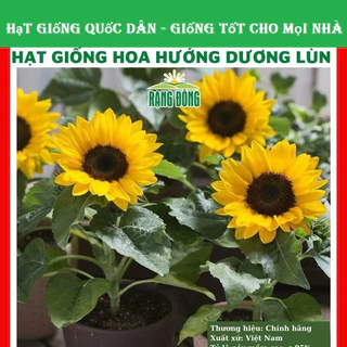 Hạt giống hoa hướng dương lùn - GÓI 30 HẠT (hạt giống quốc dân)