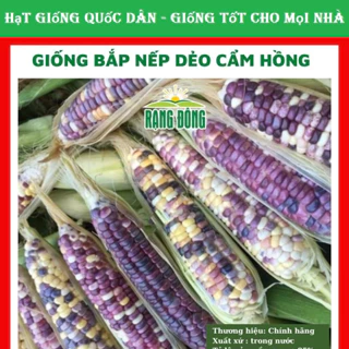 Hạt giống bắp nếp dẻo cẩm hồng -GÓI 15 HẠT (hạt giống quốc dân)