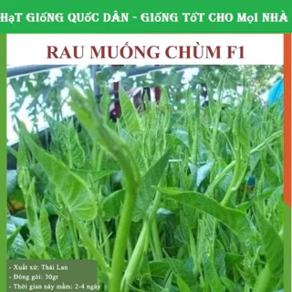 Hạt giống rau muống nước siêu ngọn Thái Lan F1 GÓI 250 HẠT (hạt giống quốc dân)