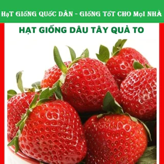 Hạt giống dâu tây quả to ngon ngọt - GÓI 20 HẠT (hạt giống quốc dân)