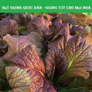 Hạt giống cải mù tạt tím F1 nhập khẩu Mỹ - gói ~200 hạt (hạt giống quốc dân)