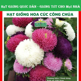 Hạt giống hoa cúc công chúa nhiều màu - GÓI 100 HẠT (hạt giống quốc dân)