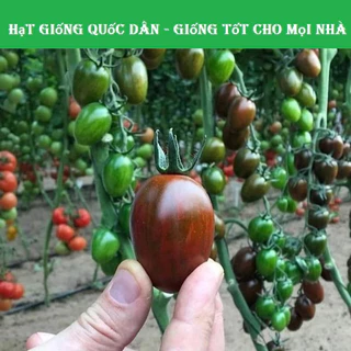 Hạt giống cà chua trái cây - cà chua bi socola giòn ngọt, chịu nhiệt tốt - (hạt giống quốc dân)