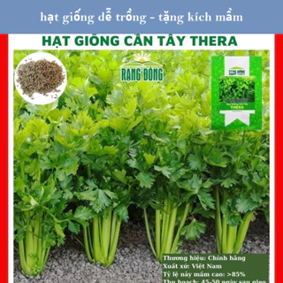 Hạt giống cần tây thera - gói 500 hạt