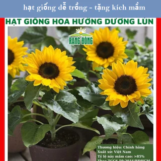 Hạt giống hoa hướng dương lùn - GÓI 30 HẠT