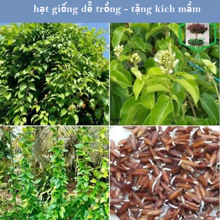 Hạt Giống Cây Lá Giang dể trồng - Gói 10 hạt