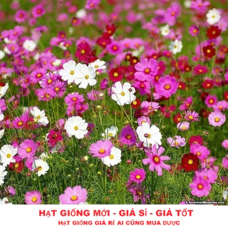 Hạt giống hoa sao nhái - cánh bướm mix màu GÓI 100 HẠT (đỏ, hồng, trắng) tặng kèm kích mầm