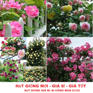 Bộ 2 gói Hạt giống hoa hồng leo mix màu -gói 20 hạt