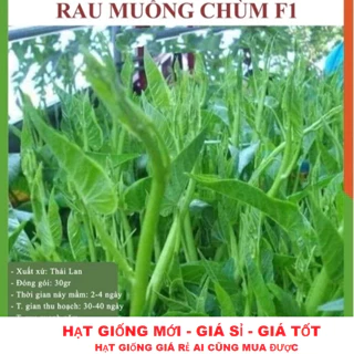 Hạt giống rau muống nước siêu ngọn Thái Lan F1 GÓI 250 HẠT TẶNG KÍCH MẦM