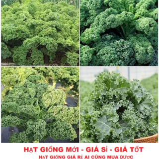 Gói 20 hạt . Hạt giống Cải xoan xanh Kale/tặng kèm gói phân bón lót TẶNG KÍCH MẦM