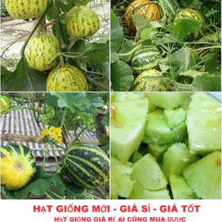 Combo 3 gói Hạt Giống Dưa Bở Thơm Cao Sản ( 1 gói 20 hạt ) - tặng kèm gói phân bón lót TẶNG KÍCH MẦM