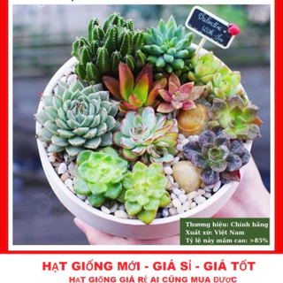 Hạt giống hoa sen đá kim cương gói 30 hạt giống TẶNG KÍCH MẦM