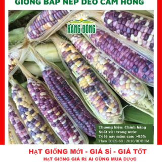 Hạt giống bắp nếp dẻo cẩm hồng -GÓI 15 HẠT TẶNG KÍCH MẦM