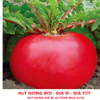 Hạt giống củ cải đỏ khổng lồ lai F1- GÓI 100 HẠT TẶNG KÍCH MẦM