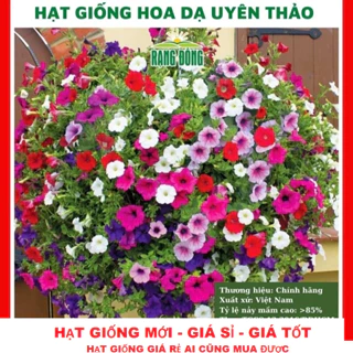 Hạt giống hoa dạ yến thảo nhiều màu -GÓI 200 HẠT tặng kèm kích mầm