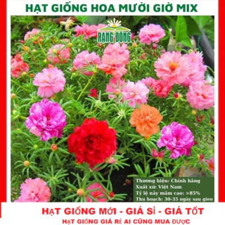 Hạt giống hoa mười giờ kép mix màu GÓI 500 HẠT túi zip nảy mầm tốt tặng kèm kích mầm