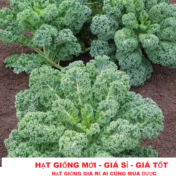 Hạt giống F1 cải kale Darkibor xoăn xanh nhập Mỹ tặng kèm kích mầm