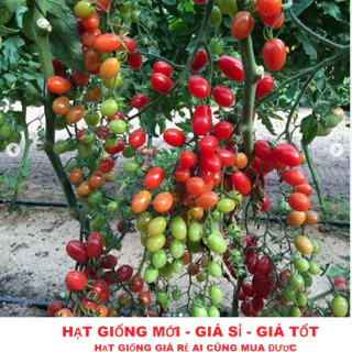 Hạt giống cà chua trái cây siêu ngọt SUPER SWEET - cà chua bi ngọt nhất trong các loại cà chua trái cây tặng  kích mầm